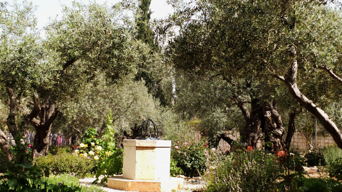 Der Garten Gethsemane Am Olberg An Article Written By Ushi Engel