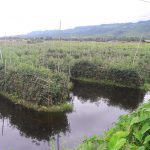 floating Garden