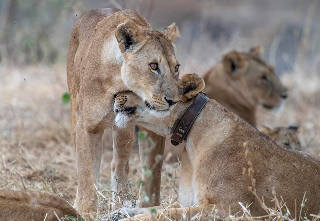 lions-of-serengeti-national-park-an-article-written-by-francisco